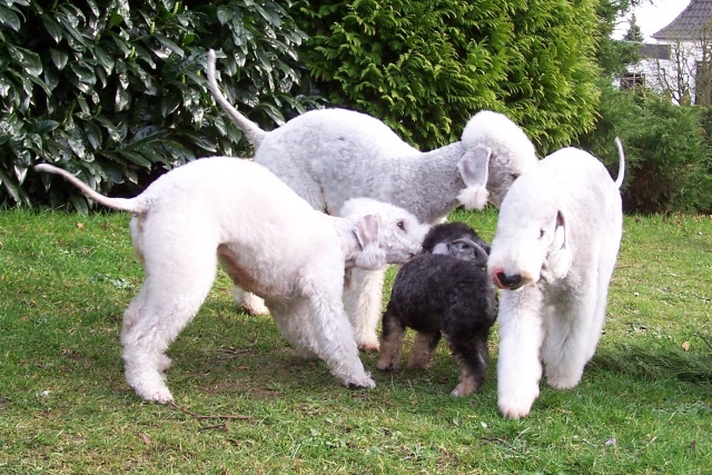 Unsere Hunde 03.02 (16).JPG